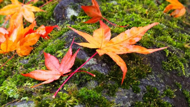 小諸城址公園の紅葉