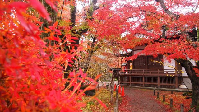 小諸城址公園の紅葉