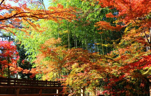 北野天満宮紅葉