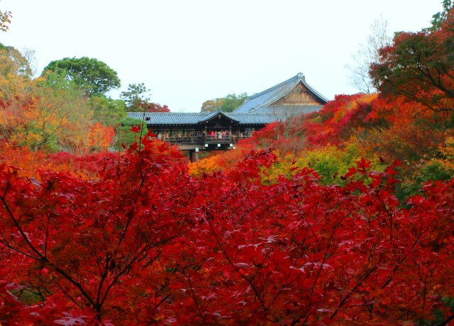 東福寺紅葉