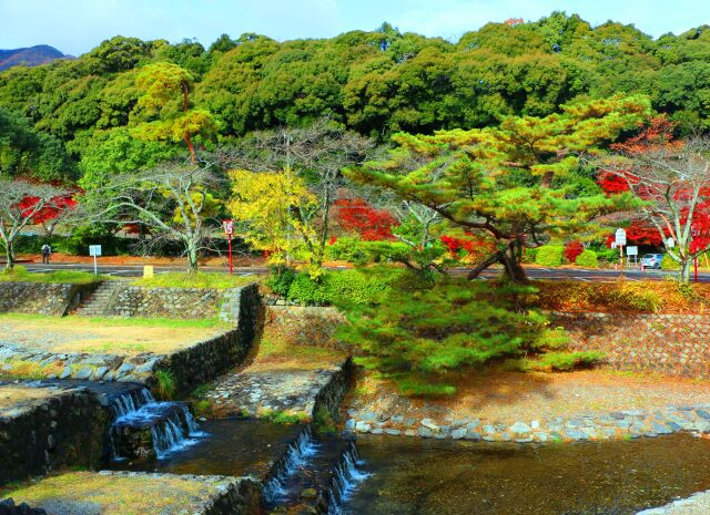 養老公園紅葉