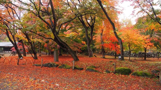 小諸城址公園の紅葉