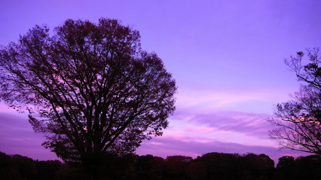 昭和記念公園の秋の夕景