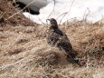 村営白馬小舎の雌雷鳥5