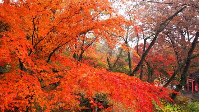 小諸城址公園の紅葉