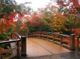 小諸城址公園の紅葉