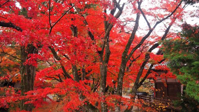 小諸城址公園の紅葉