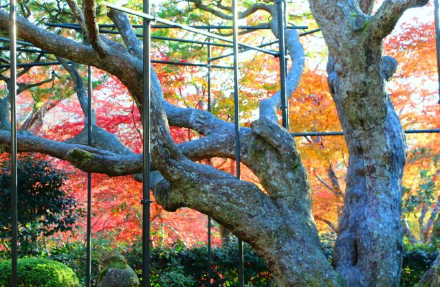 宝泉院紅葉