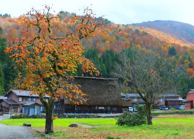 晩秋の白川郷