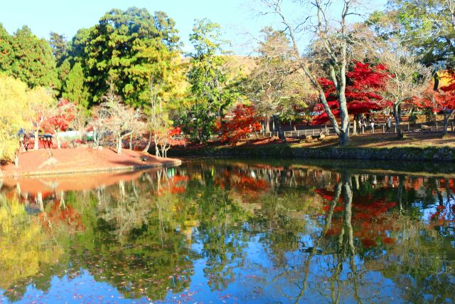 奈良公園紅葉