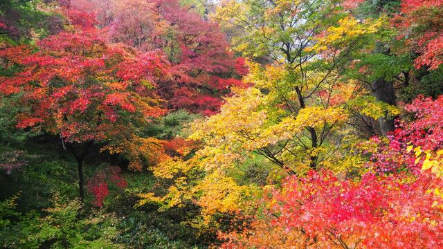 小諸城址公園の紅葉