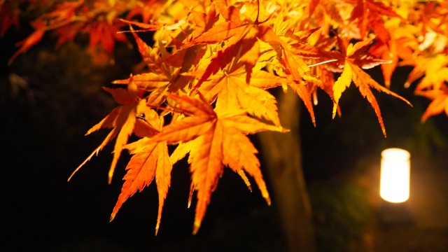 秋の夜の東寺