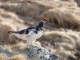 村営白馬小舎の雄雷鳥4