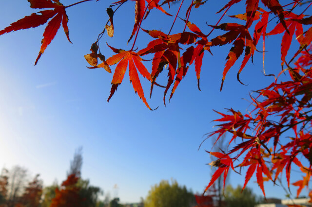 紅葉