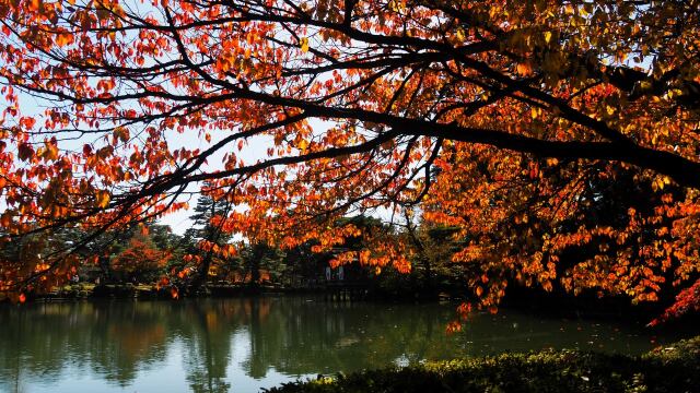 兼六園の紅葉