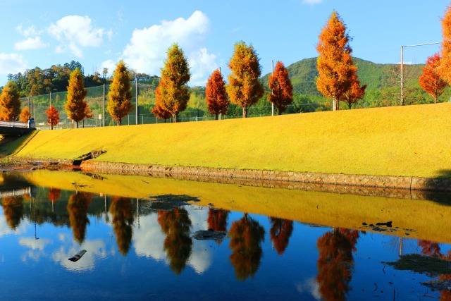 公園紅葉