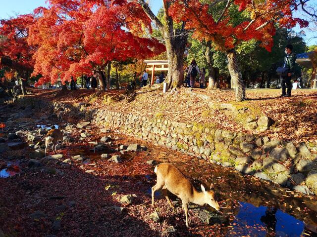 奈良公園紅葉