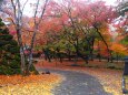 小諸城址公園の紅葉