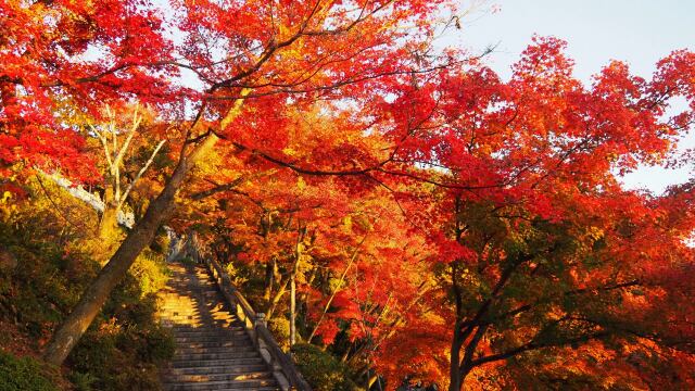 清水寺の紅葉