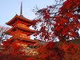 清水寺の紅葉