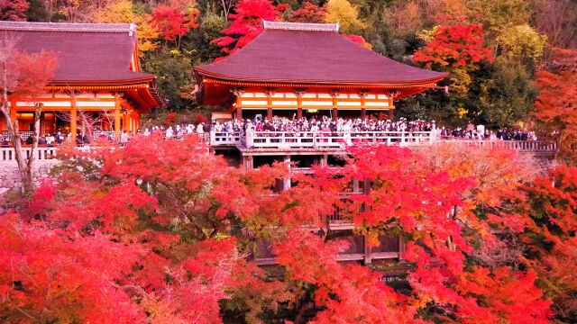 清水寺の紅葉