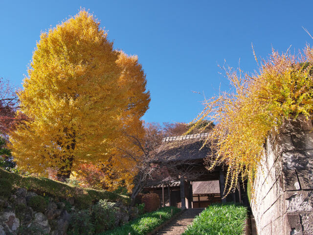 晩秋の寺