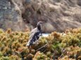 村営白馬小舎の雄雷鳥6