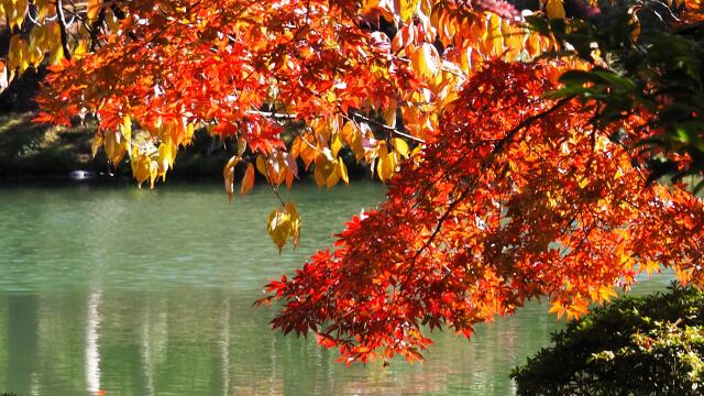 兼六園の紅葉