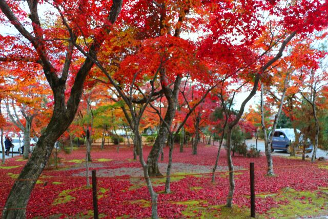 天龍寺紅葉