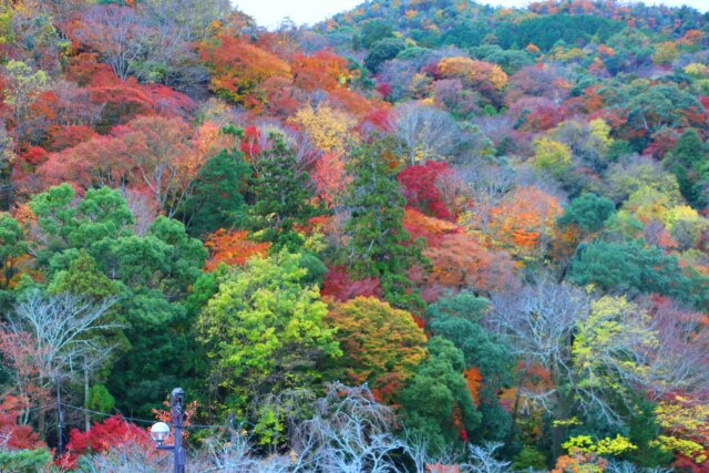 嵐山紅葉