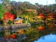 白川庭園紅葉