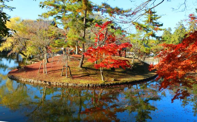 奈良公園紅葉