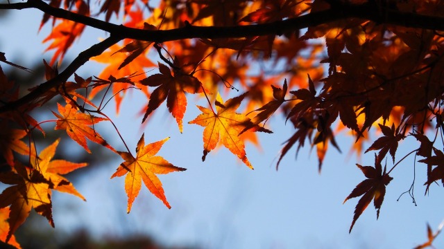 兼六園の紅葉