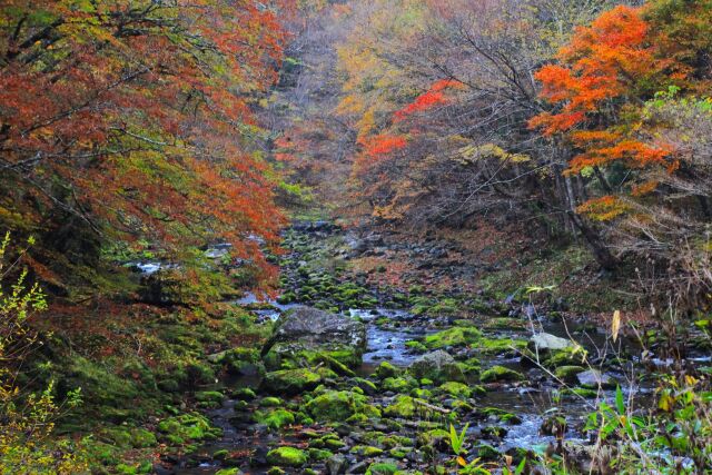 秋の苔むす渓流