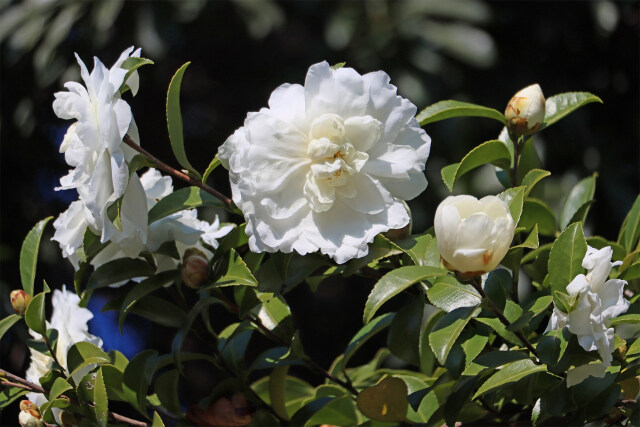 山茶花