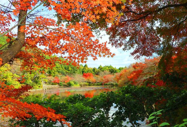 龍安寺紅葉