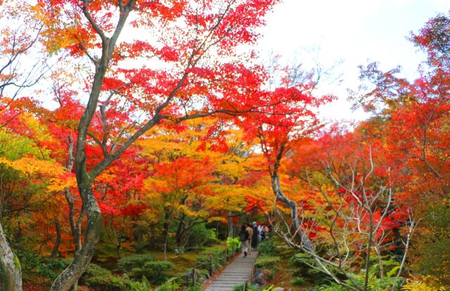 嵯峨野紅葉