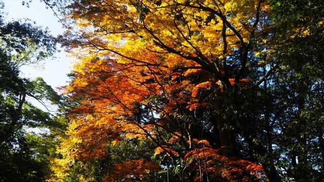 兼六園の紅葉