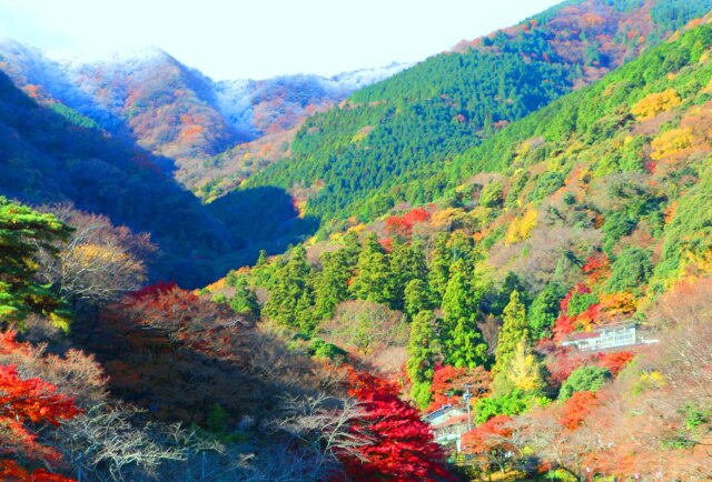 雪と紅葉の養老公園