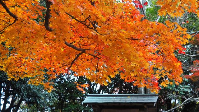 秋の嵐山