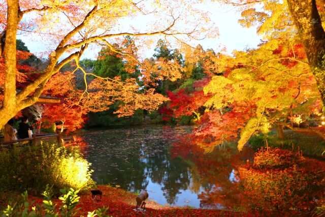 京都府立植物園