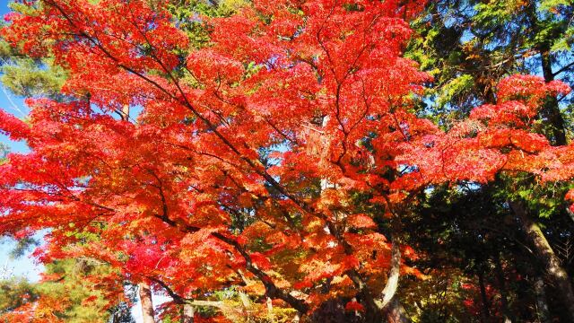 南禅寺の紅葉