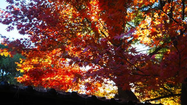 金沢城公園の紅葉