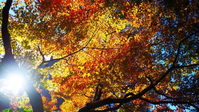 金沢城公園の紅葉