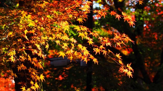 永観堂の紅葉