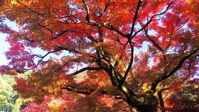 永観堂の紅葉