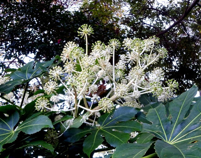 ヤツデの花