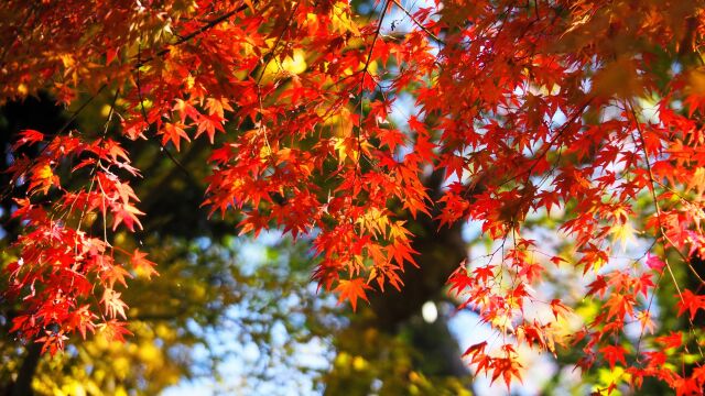 兼六園の紅葉