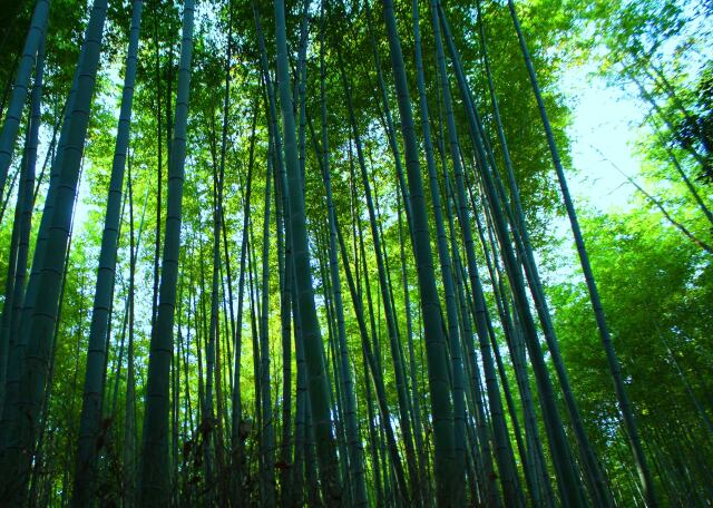 嵯峨野竹林