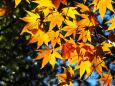 金沢城公園の紅葉